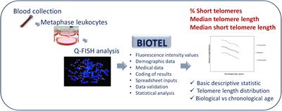 Developing BIOTEL: A Semi-Automated Spreadsheet for Estimating Telomere Length and Biological Age